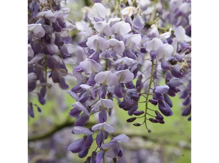 Glicine