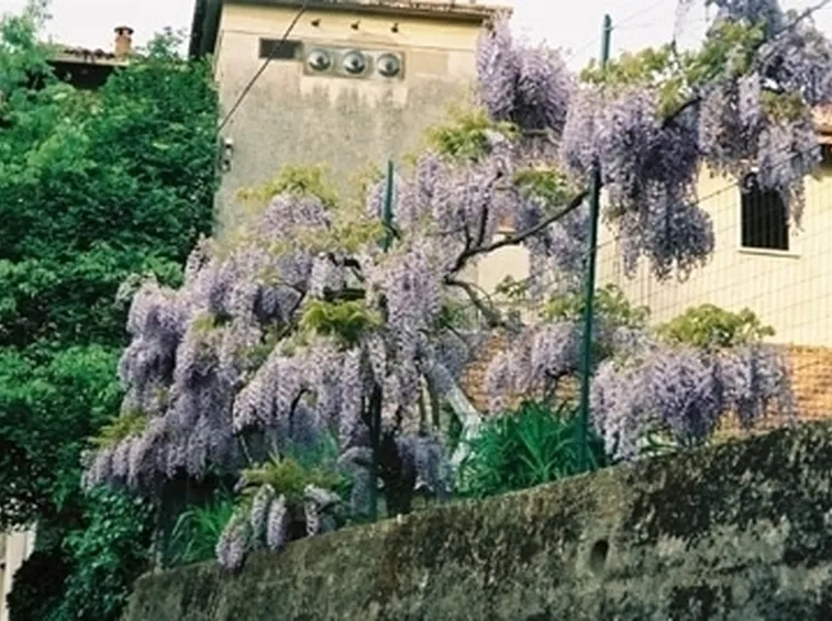 glicine