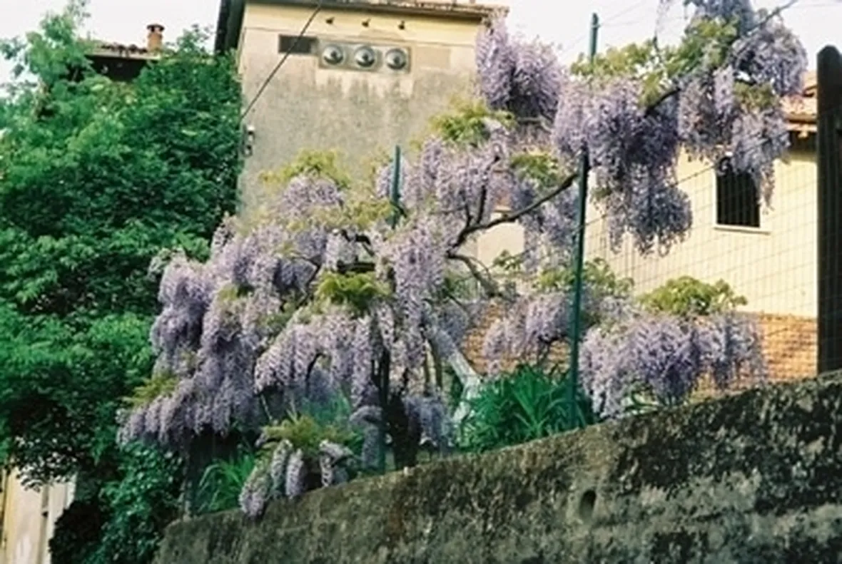 glicine