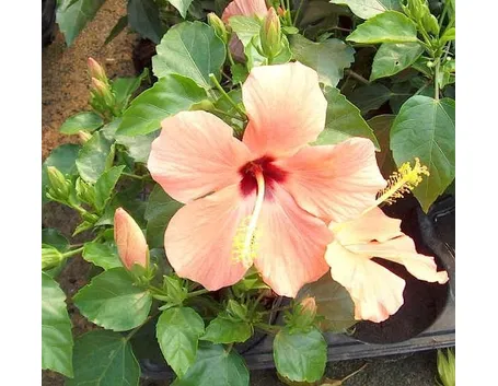 Hibiscus coccineus
