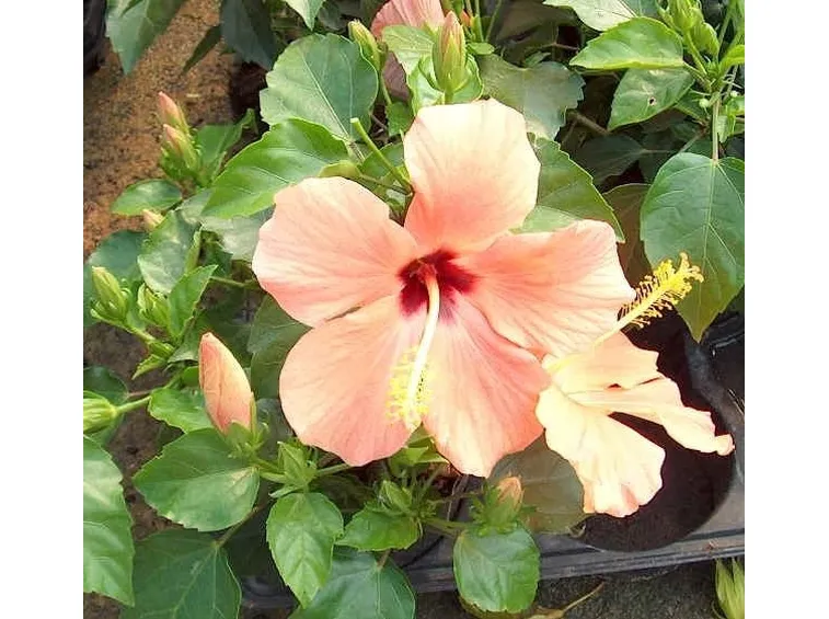 Hibiscus coccineus