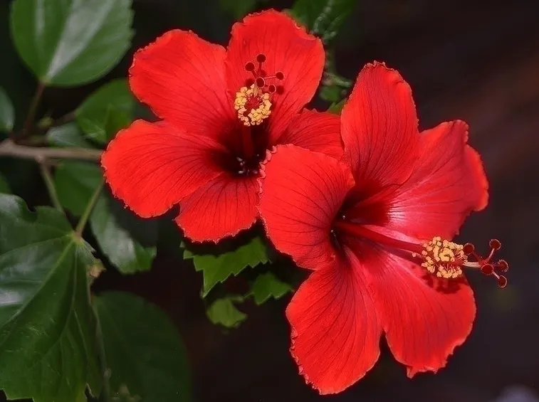 Piante erbacee, l'ibiscus