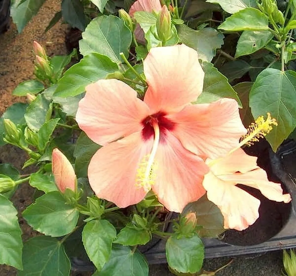 Hibiscus coccineus