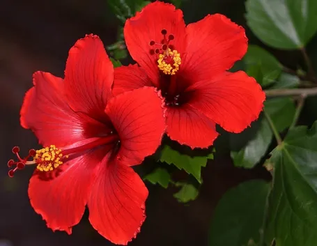 Hibiscus rosa sinensis: coltivazione.