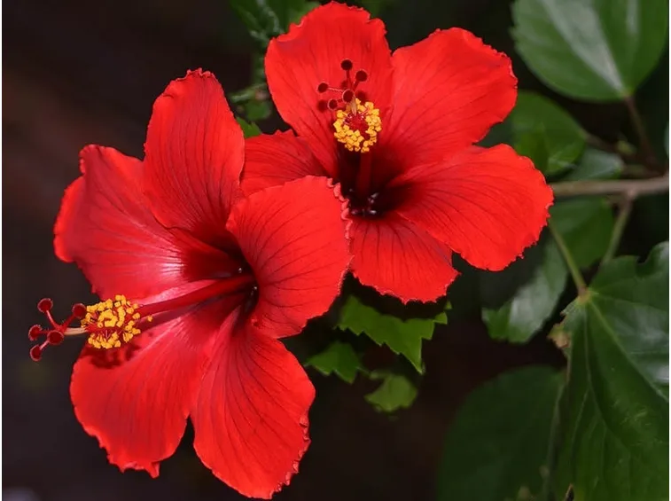 Hibiscus rosa sinensis: coltivazione.