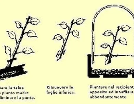 I barbatellai, destinati alla riproduzione tramite taleaggio