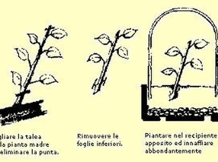 I barbatellai, destinati alla riproduzione tramite taleaggio