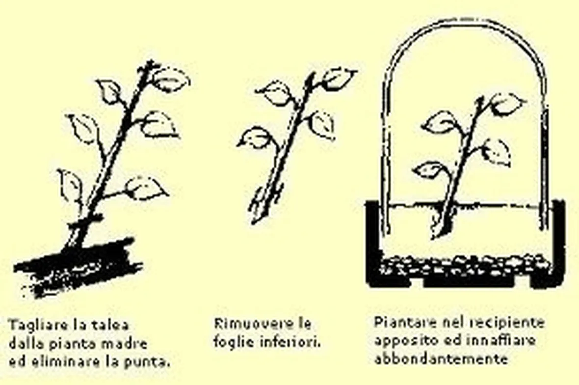 I barbatellai, destinati alla riproduzione tramite taleaggio