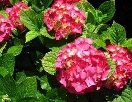 I colori dell'ortensia