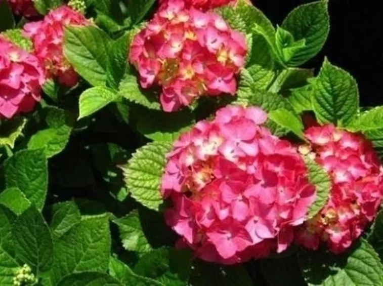 I colori dell'ortensia