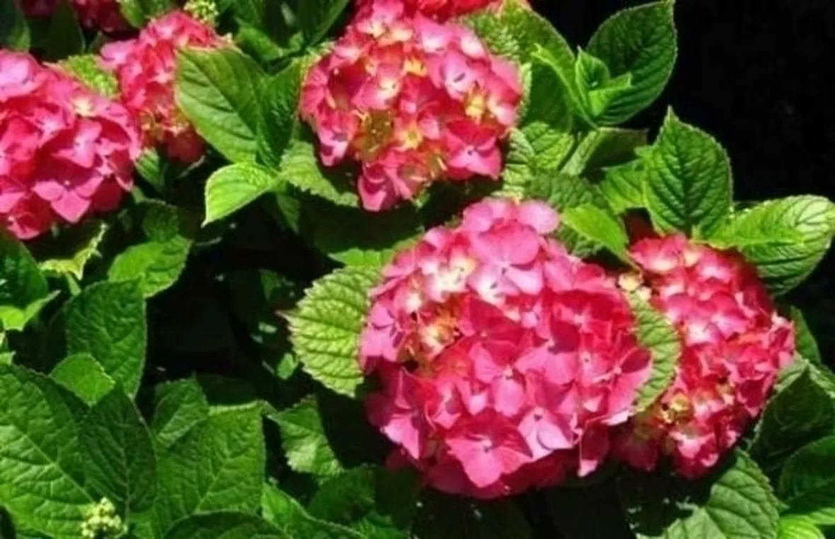 I colori dell'ortensia