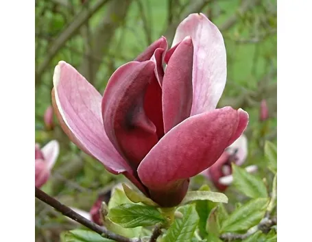 I fiori di magnolia in cucina