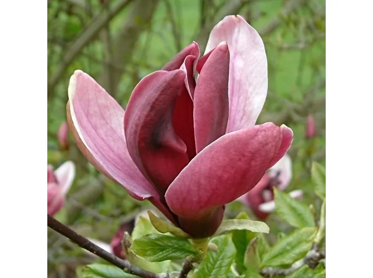 I fiori di magnolia in cucina