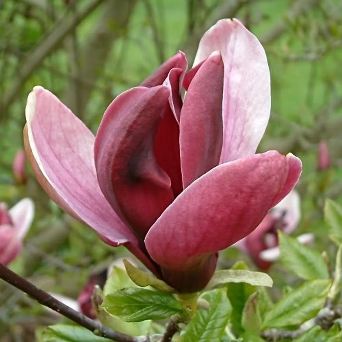 I fiori di magnolia in cucina