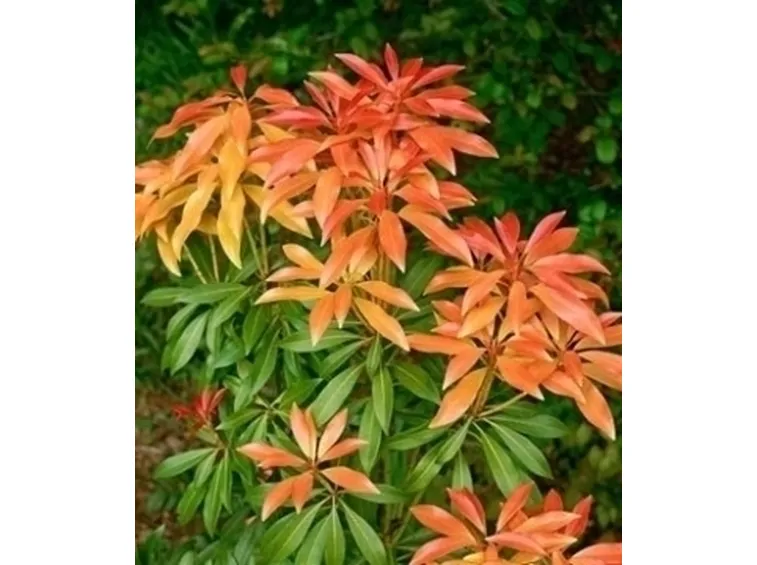 I Pieris giapponesi