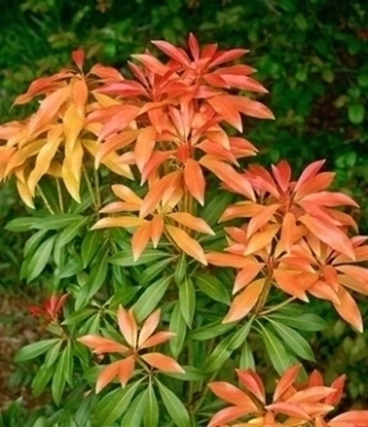 I Pieris giapponesi