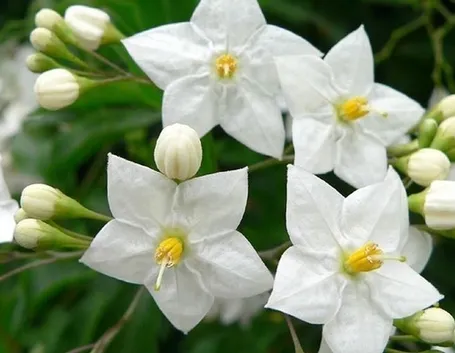 I  tanti solanum
