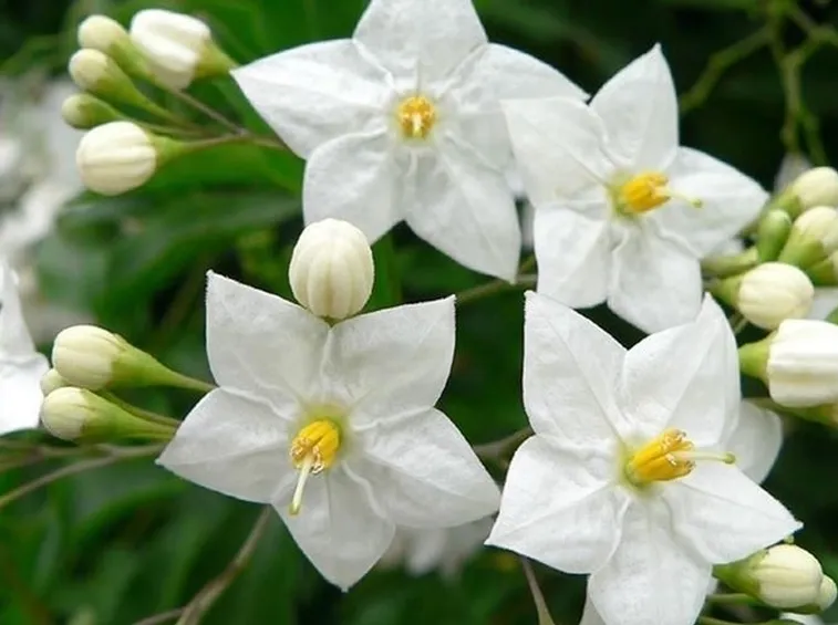 I  tanti solanum