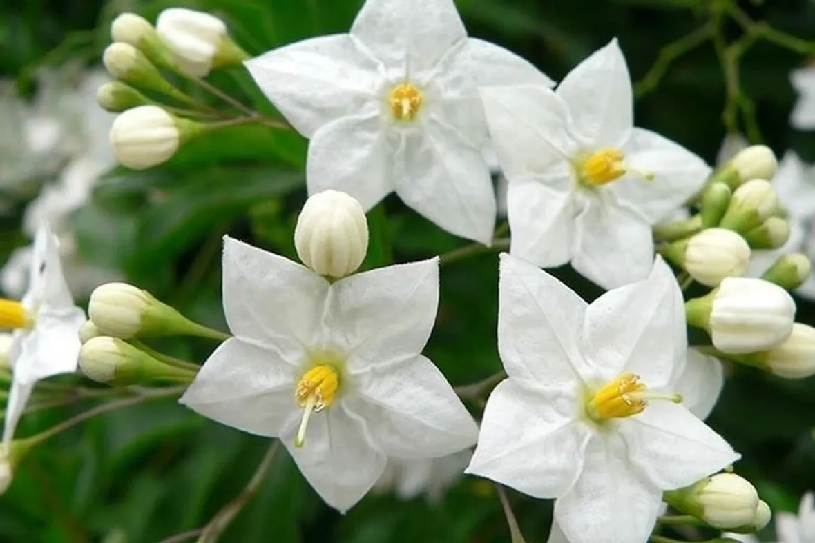 I  tanti solanum