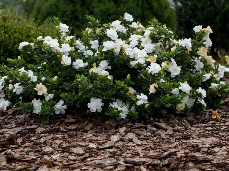 I tempi della gardenia: rinvaso, fioritura, potatura