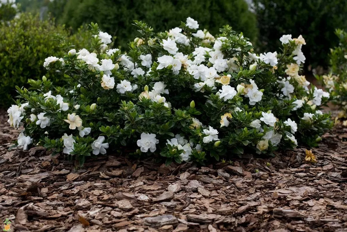 I tempi della gardenia: rinvaso, fioritura, potatura