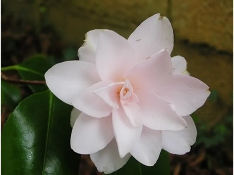 Il bonsai camelia: perché i bonsaisti lo prediligono
