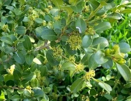 Il cipresso e il bosso