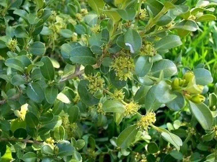 Il cipresso e il bosso