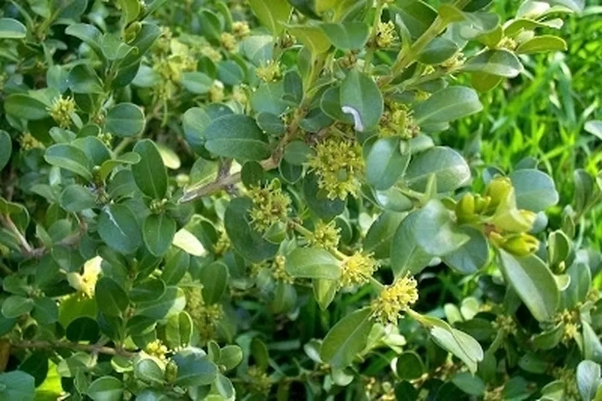 Il cipresso e il bosso