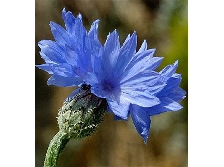 Il fiordaliso