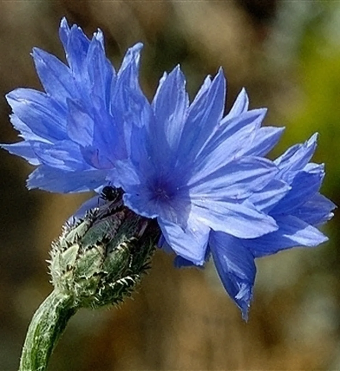 Il fiordaliso