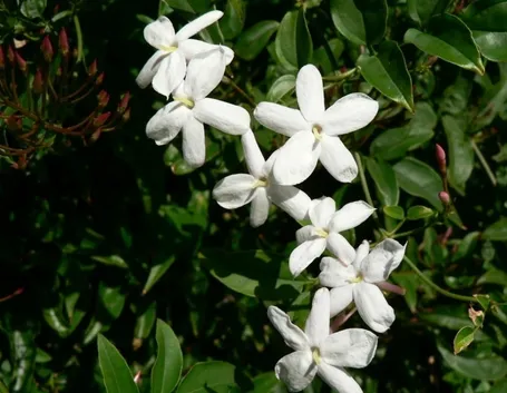 gelsomino