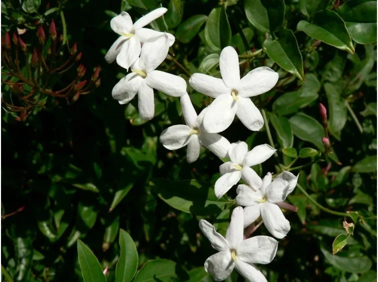 gelsomino