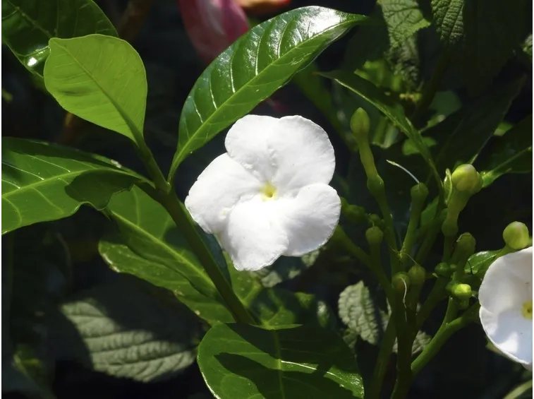 Gelsomino sempreverde