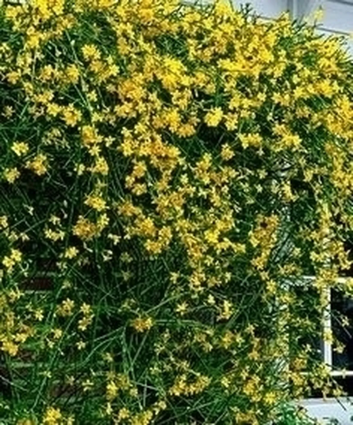 Il gelsomino-29