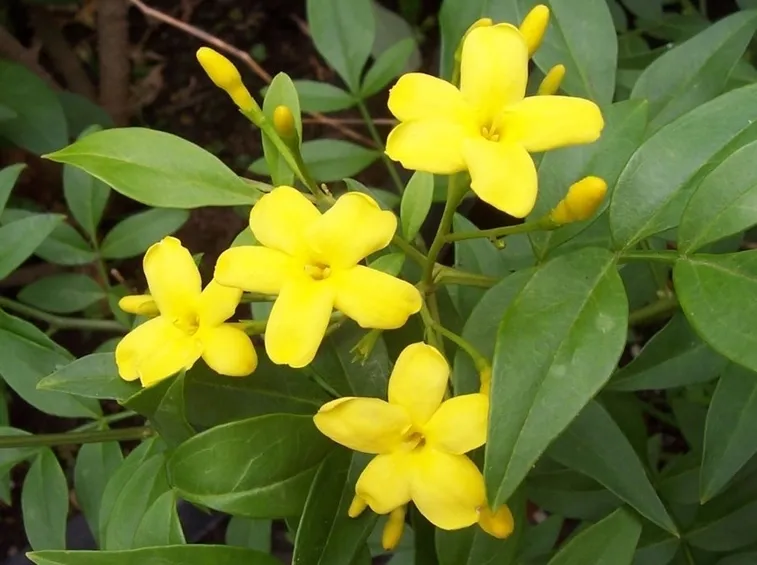 Il gelsomino giallo