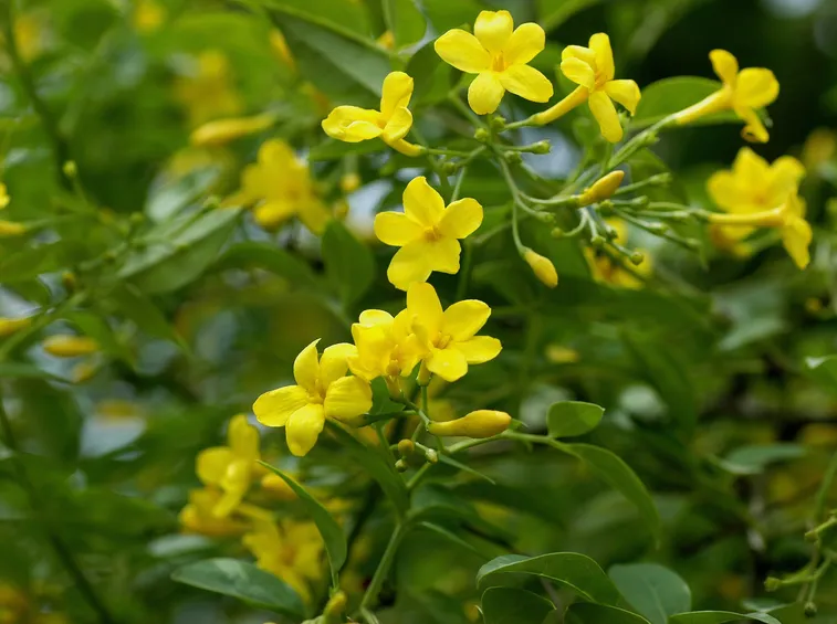 gelsomino giallo