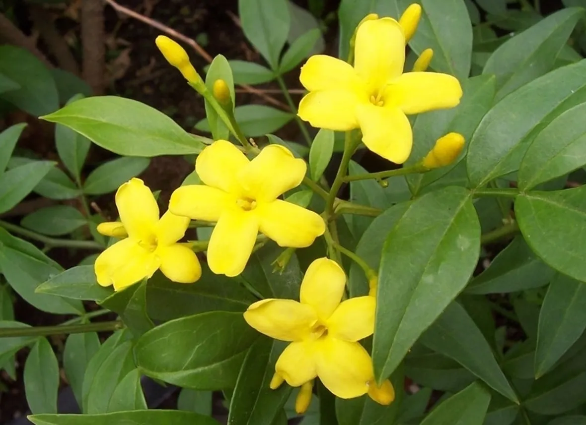 Il gelsomino giallo
