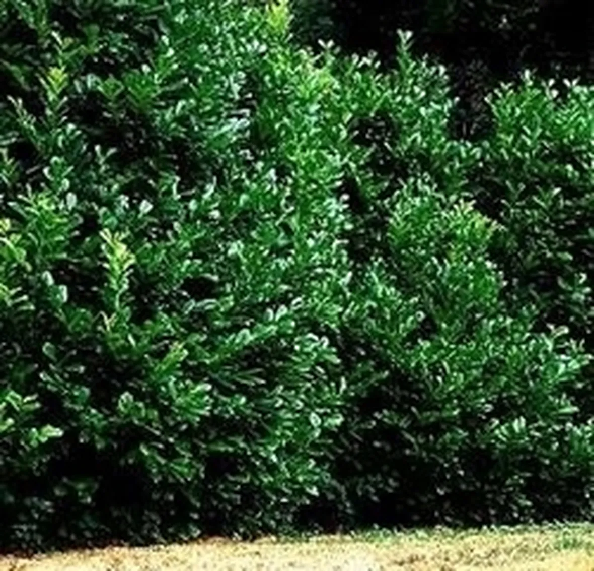 Il lauroceraso in erboristeria