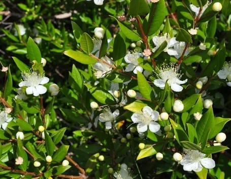 Il mirto come pianta aromatica