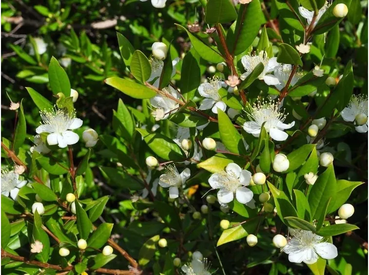 Il mirto come pianta aromatica