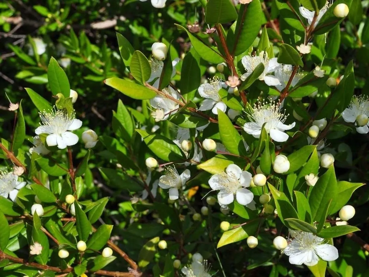 Il mirto come pianta aromatica