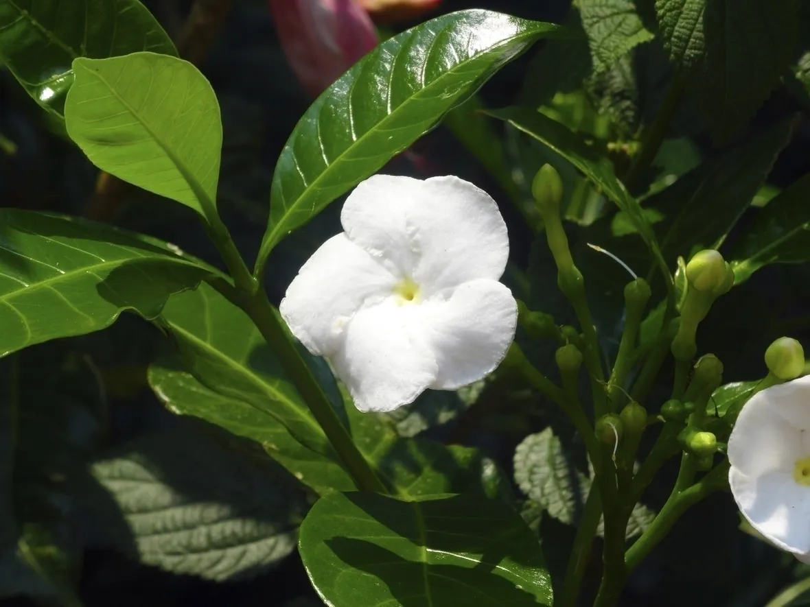 Il significato dei fiori: il gelsomino