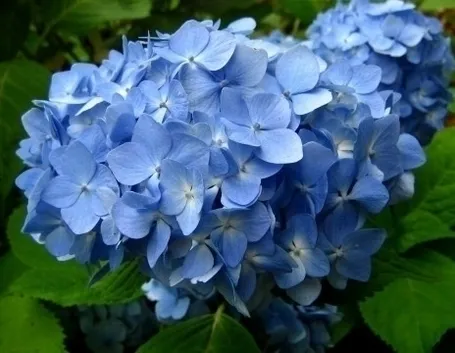 Il significato dell'ortensia nel linguaggio dei fiori