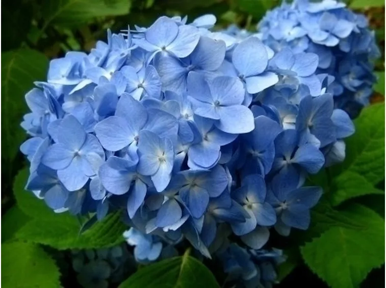 Il significato dell'ortensia nel linguaggio dei fiori