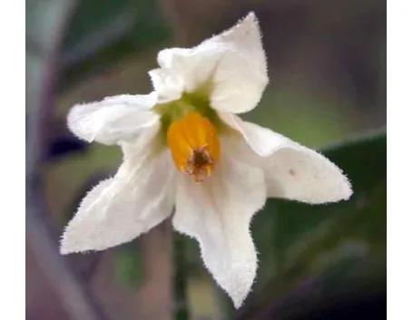 Il Solanum