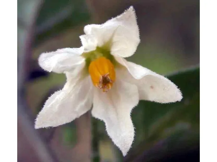 Il Solanum