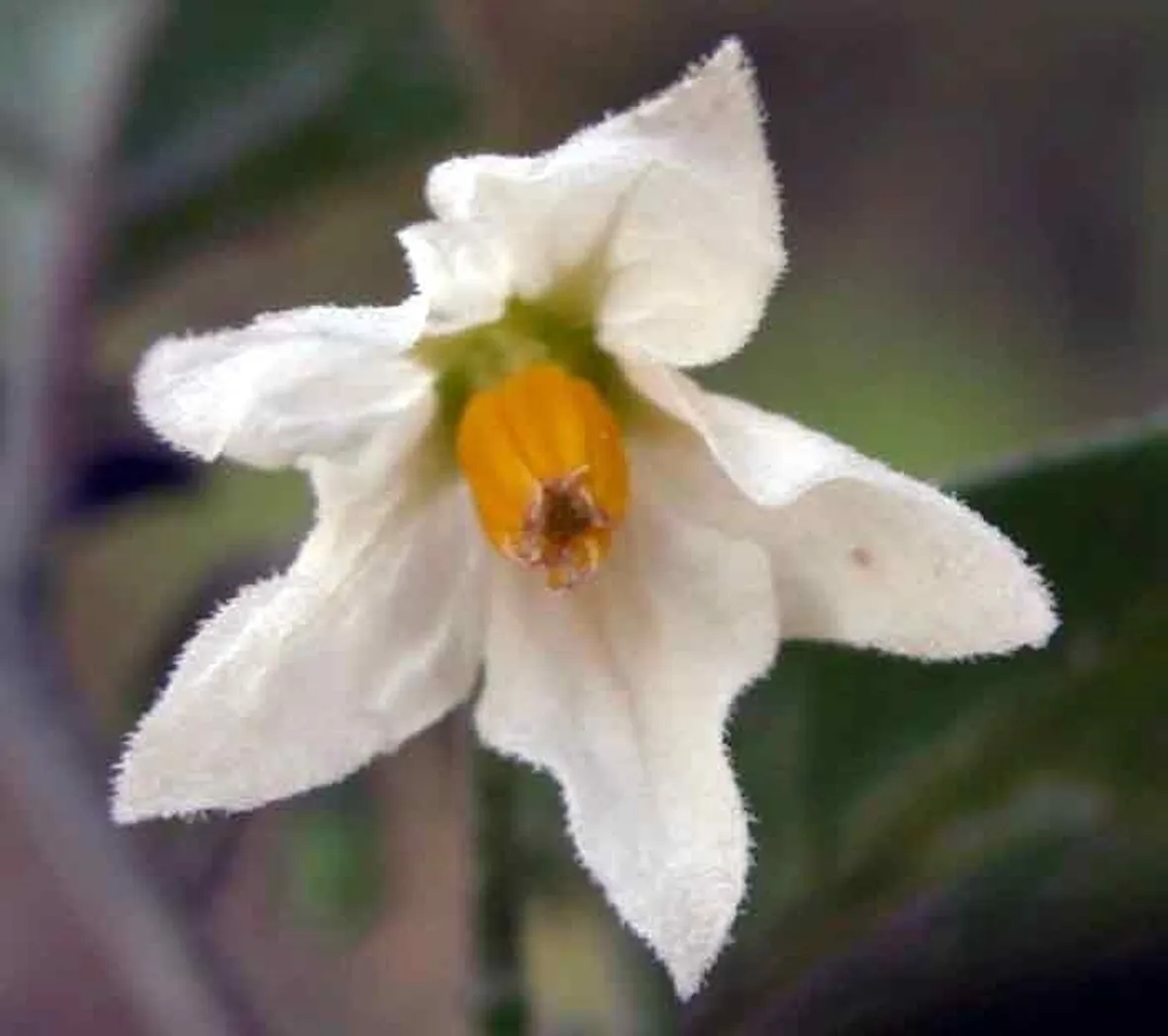 Il Solanum