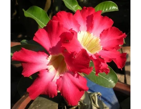 Il vaso per l’azalea