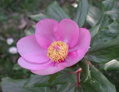 Il vero significato della peonia